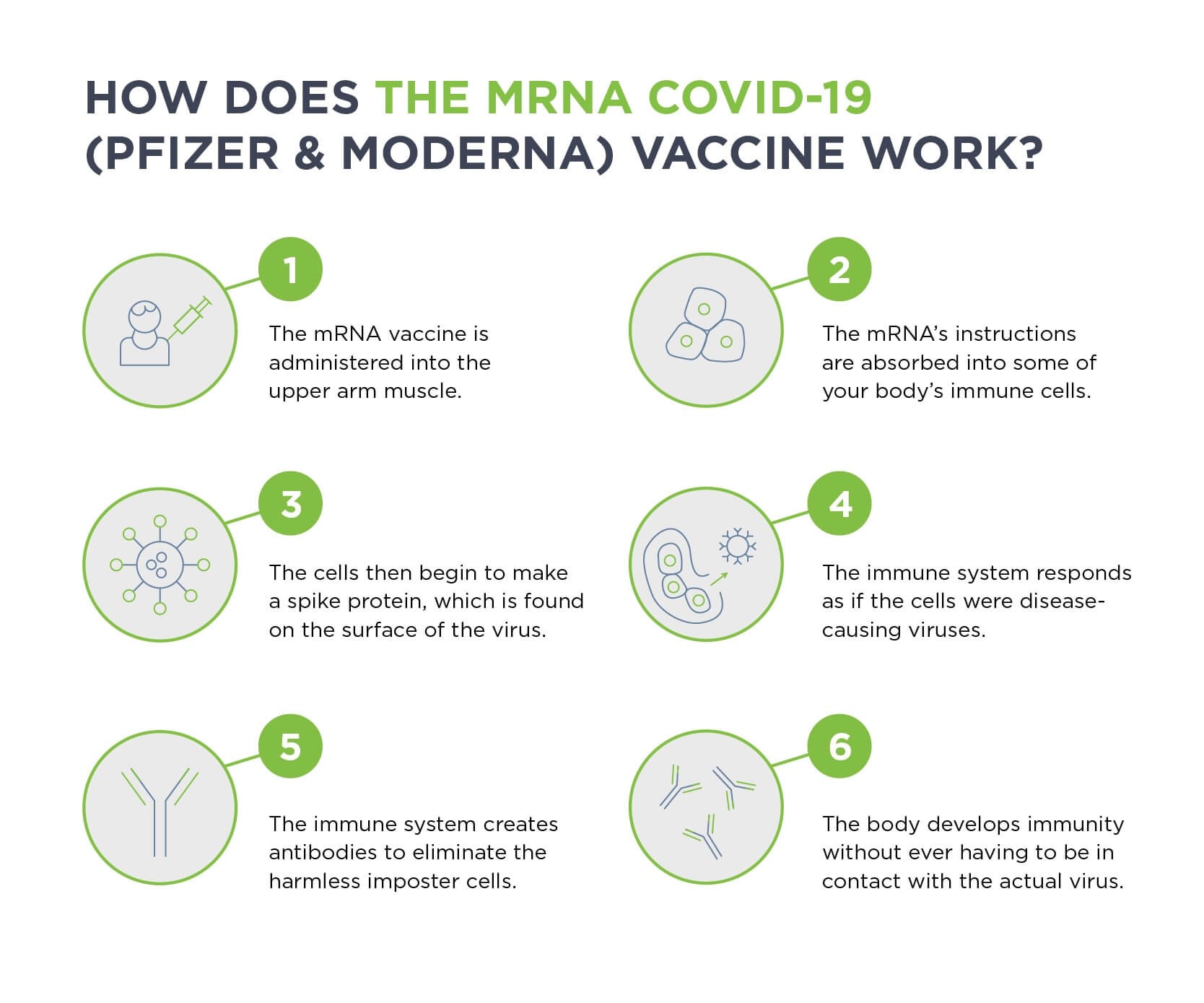 Illustration explaining how the mRNA covid vaccines work.