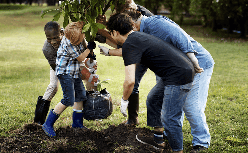 Several volunteers planting a small tree in a park