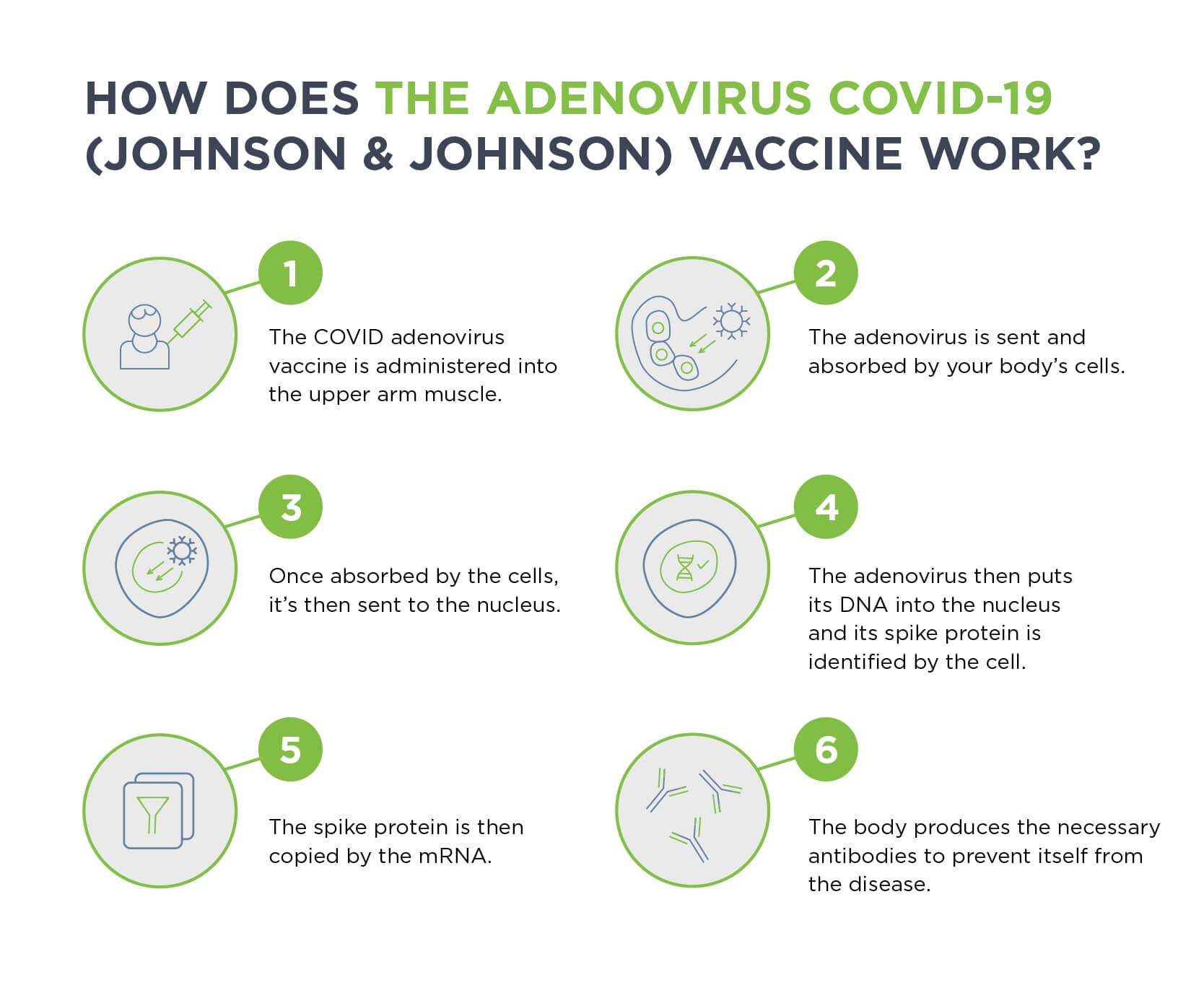 Illustration explaining how the adenovirus covid vaccine works.